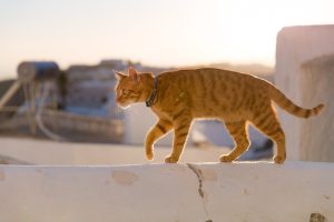 Ligamentoplastie coxo-fémorale chez le chat
