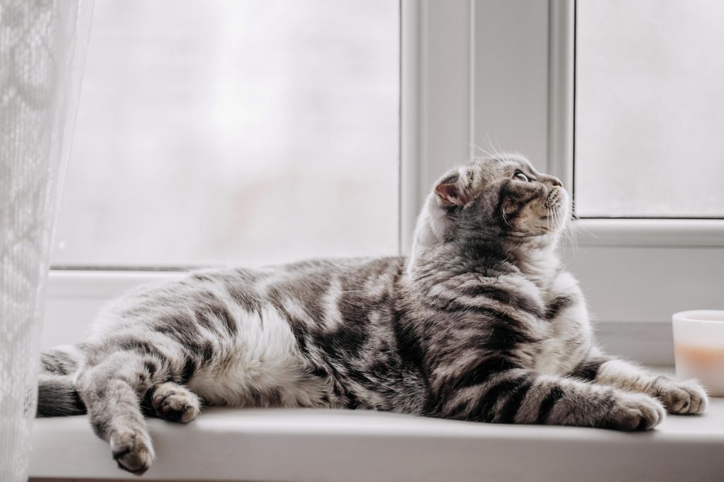 Ponction lombaire chez le chat