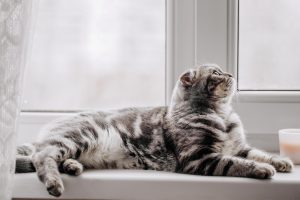 Ponction lombaire chez le chat