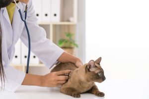 Arthroscopie chez le chat