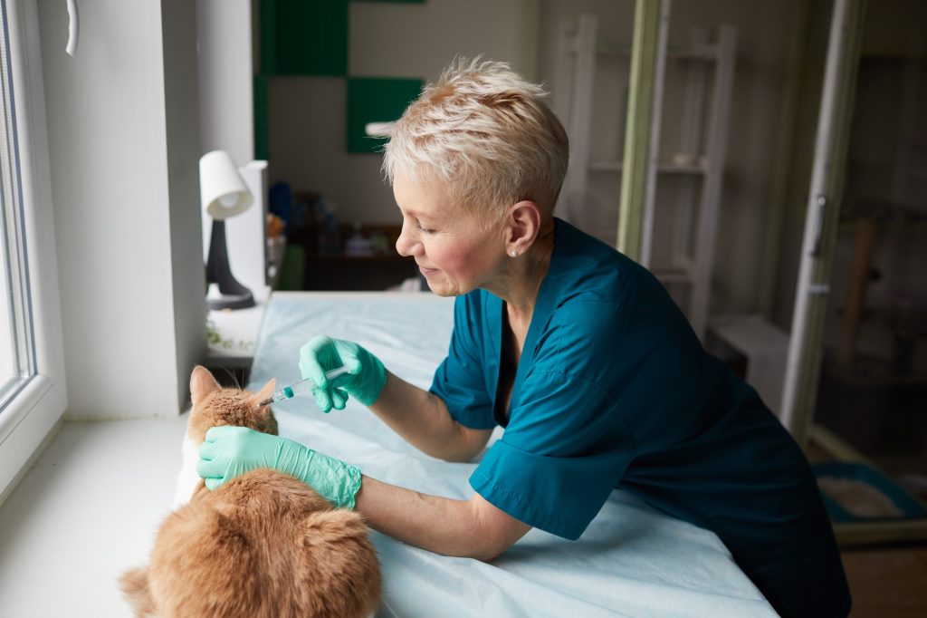 Endoscopie chez le chat