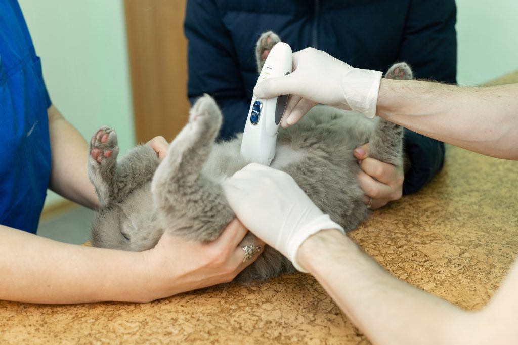 Echographie interventionnelle chez le chat