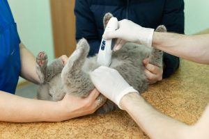 Echographie interventionnelle chez le chat