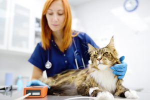 Transfusion sanguine chez le chat