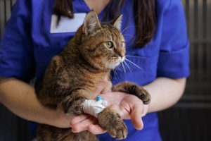 Hospitalisation chez le chat