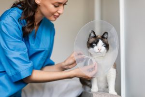 Exérèse de masses médiastinales chez le chat