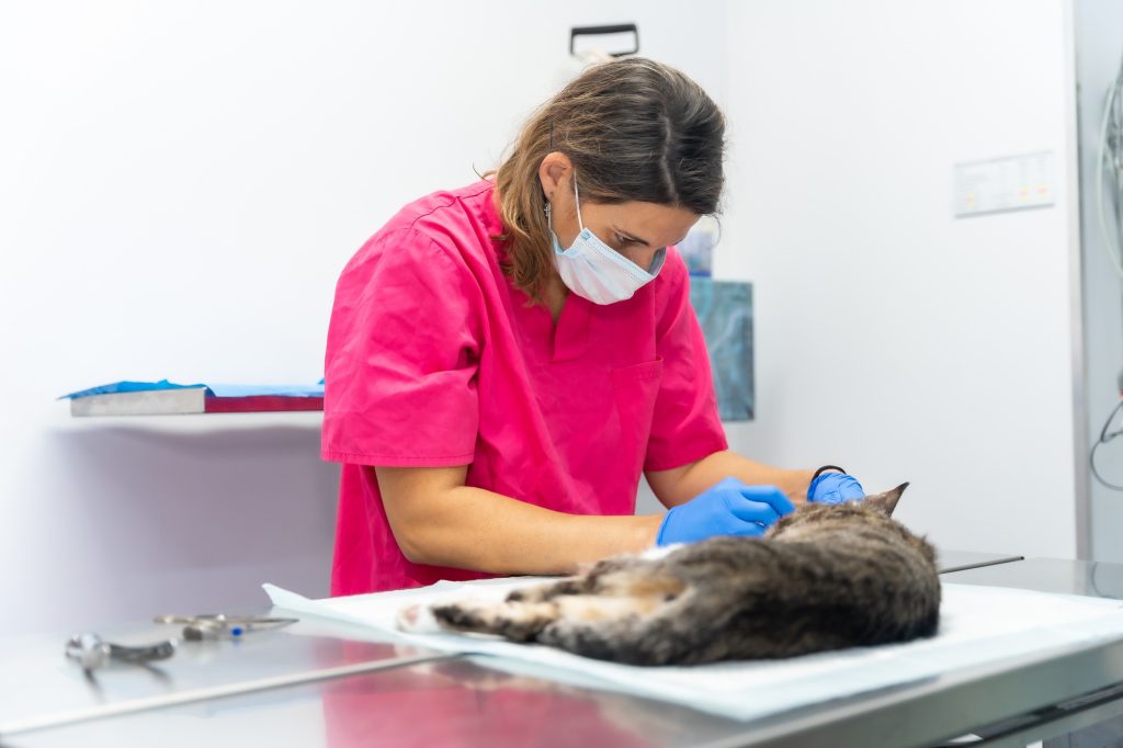 Stabilisation vertébrale chez le chat
