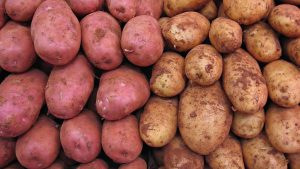 Les pommes de terre pour chiens : un aliment sain sous surveillance vétérinaire