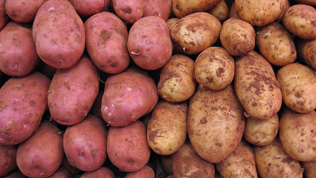 Les pommes de terre pour chiens : un aliment sain sous surveillance vétérinaire
