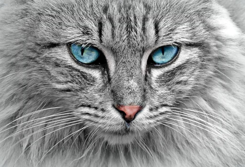 Injection intra-occulaire chez le chat