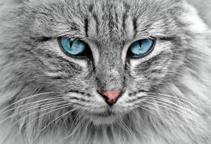 Injection intra-occulaire chez le chat