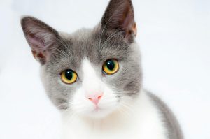 Eviscération chez le chat
