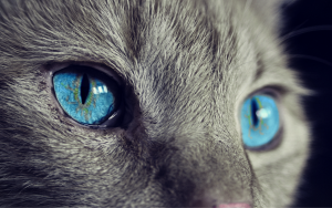 Kératectomie chez le chat