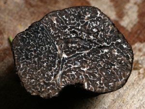 Mon chien peut-il manger des truffes ? Les risques expliqués par un vétérinaire.