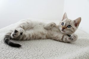 Chirurgie de l'ectopie testiculaire chez le chat