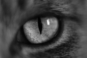 Pose de prothèse ophtalmique chez le chat