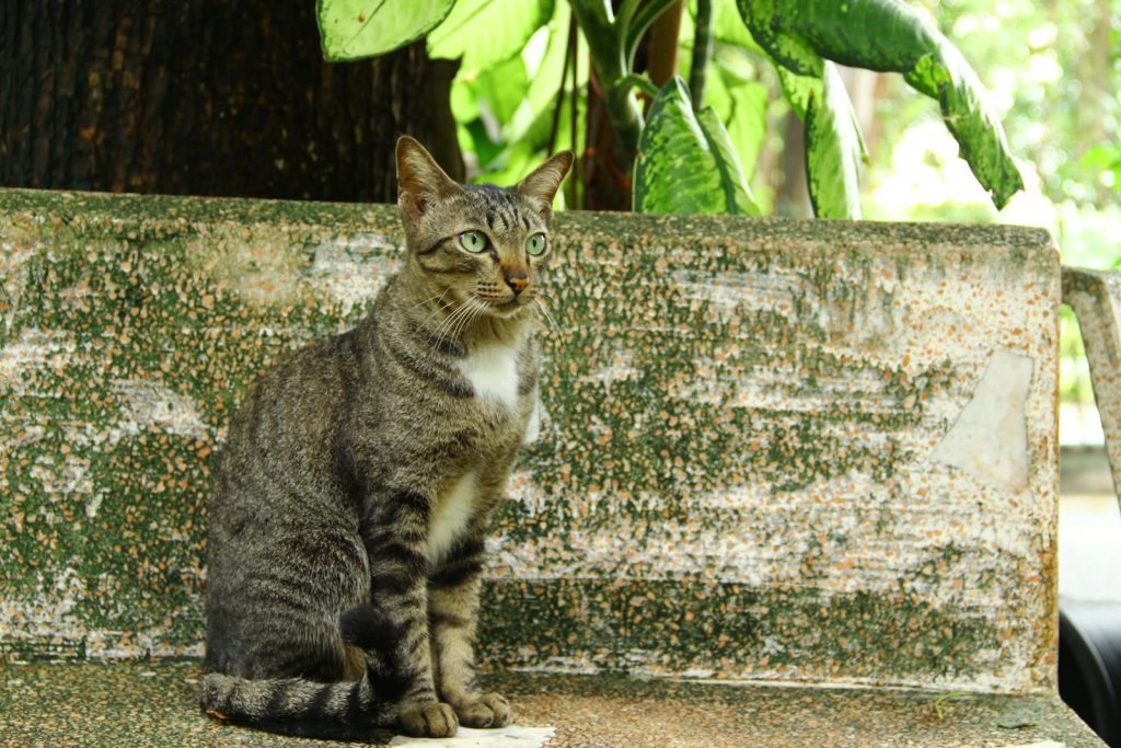 Splénectomie chez le chat