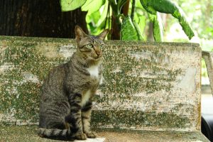 Splénectomie chez le chat