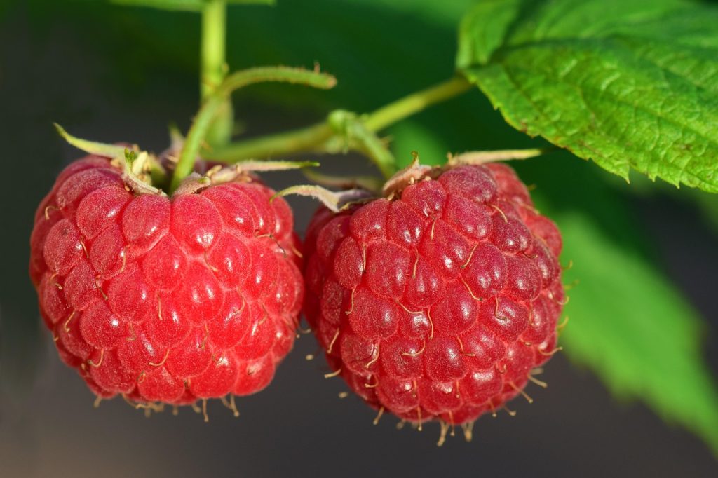 Mon chien peut-il manger des framboises ? Avis vétérinaire et recommandations pratiques
