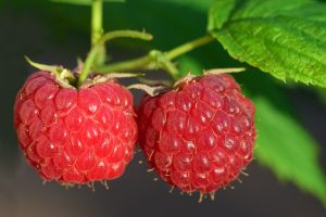 Mon chien peut-il manger des framboises ? Avis vétérinaire et recommandations pratiques