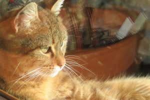 Biopsie hépatique chez le chat