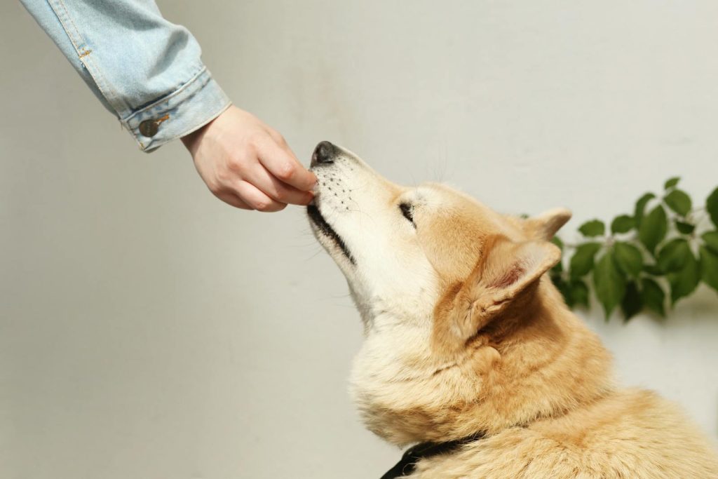 3 recettes faciles pour faire des friandises à son chien en moins de trente minutes