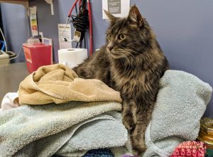 Episiotomie chez le chat
