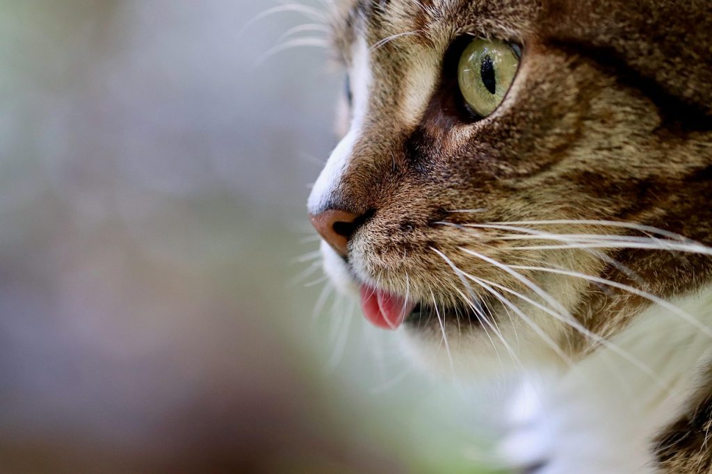 Chirurgie prostatique chez le chat
