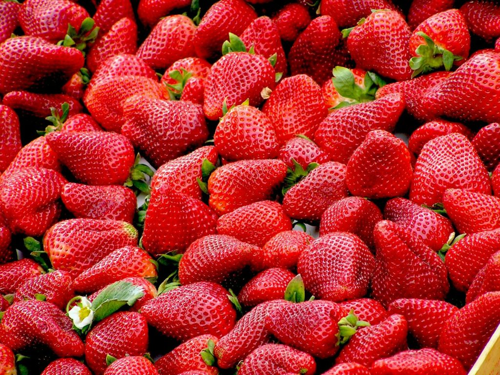 Mon chien peut-il manger des fraises ? Découvrez les bienfaits expliqués par un vétérinaire