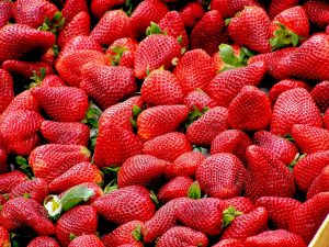 Mon chien peut-il manger des fraises ? Découvrez les bienfaits expliqués par un vétérinaire