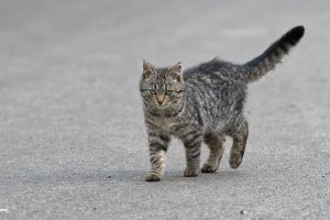 Comment apprivoiser un chat errant ?