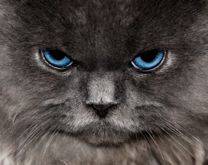Enucléation chez le chat