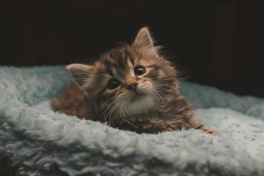Les premiers semaines avec un chaton à la maison : ne faites pas ces 4 erreurs !