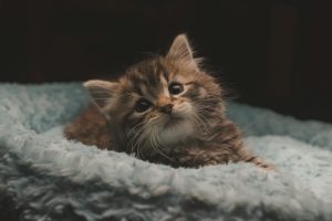 Les premiers semaines avec un chaton à la maison : ne faites pas ces 4 erreurs !