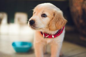 Les premiers semaines avec un chiot à la maison : ne faites pas ces 4 erreurs !