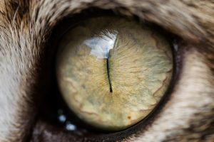 Tarsorraphie chez le chat
