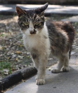 Mon chat a le poil piqué et terne, pourquoi, et que faire ?