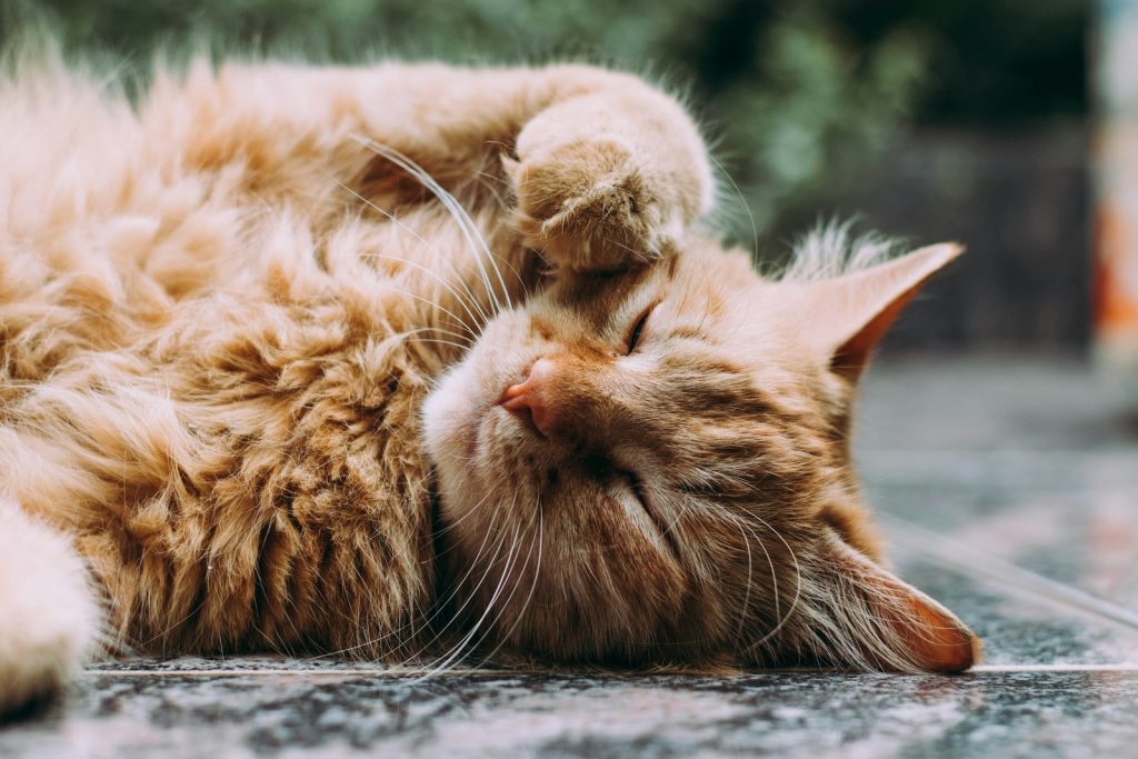 C'est la saison des mues : comment gérer la perte des poils de mon chat ?