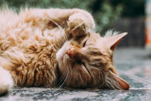 C'est la saison des mues : comment gérer la perte des poils de mon chat ?