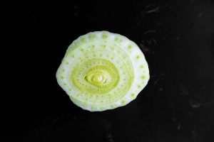 Les bienfaits du fenouil pour les chiens : l'avis d'un vétérinaire