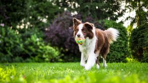 Mon chien est Scorpion : voici son thème astrologique pour la période à venir