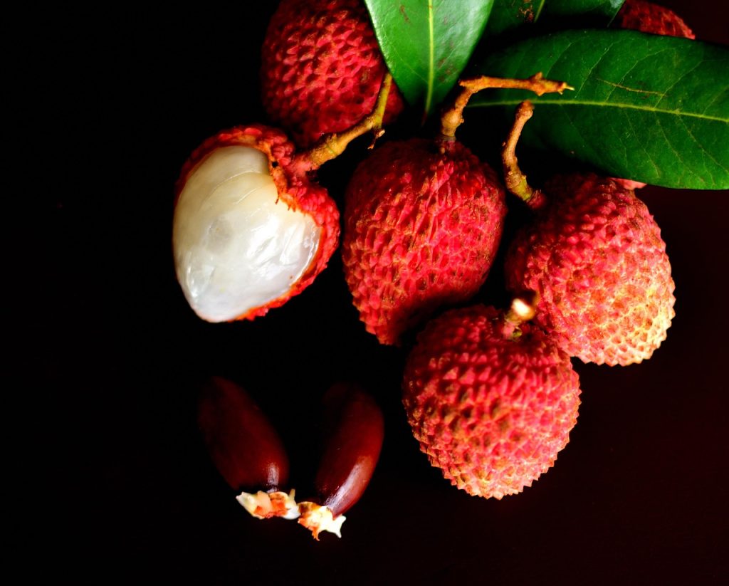 Mon chien peut-il manger du litchi ? Les bienfaits expliqués par un vétérinaire