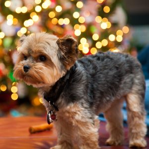 C'est Noël ! Rappel des quatre choses à savoir pour s'assurer de ne pas faire prendre de risques à toutou pour ces jours de fête