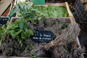 Mon chien peut-il manger des herbes de Provence ? les bienfaits expliqués par un vétérinaire.