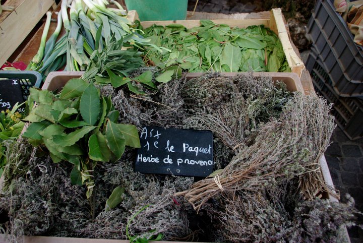 Mon chien peut-il manger des herbes de Provence ? les bienfaits expliqués par un vétérinaire.