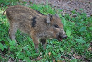 Mon chien peut-il manger du sanglier ? Les bienfaits expliqués par un vétérinaire.