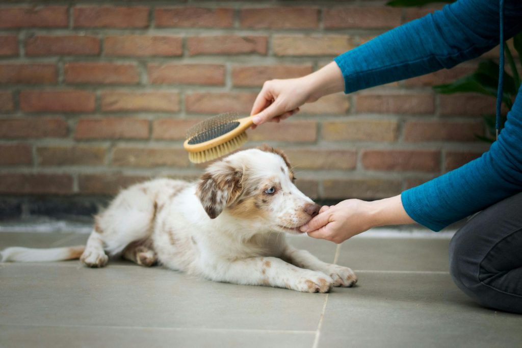 Voici 3 conseils pour bien choisir les produits de soins et d'hygiène de votre chien