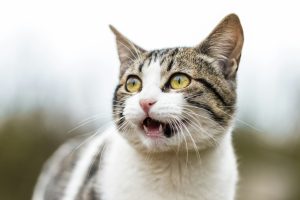 Voici 4 choses à faire pour rassurer votre chat qui est effrayé