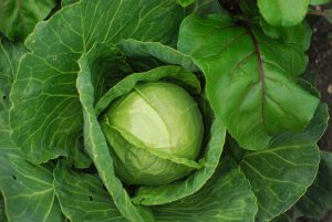 Mon chien peut-il manger du chou vert ? Un vétérinaire vous répond.