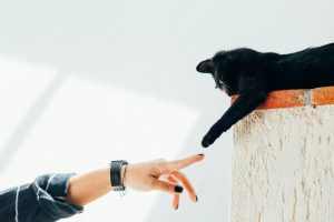 Votre chat est verseau ? Voici 3 tendances qui l'attendent dans les semaines à venir